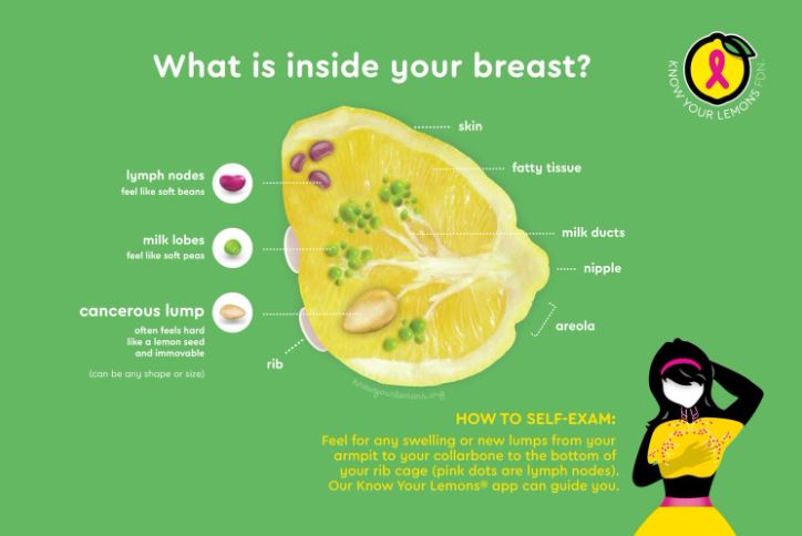 anatomy of a breast